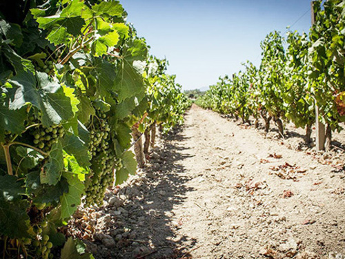 Cagliari Sardinia Olive Oil Tasting Shore Excursion Booking