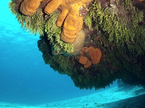 Cartagena diving Trip Reservations