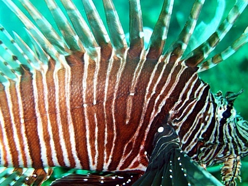 Cartagena Colombia scuba Trip Tickets