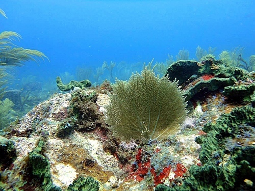Cartagena dive Trip Cost
