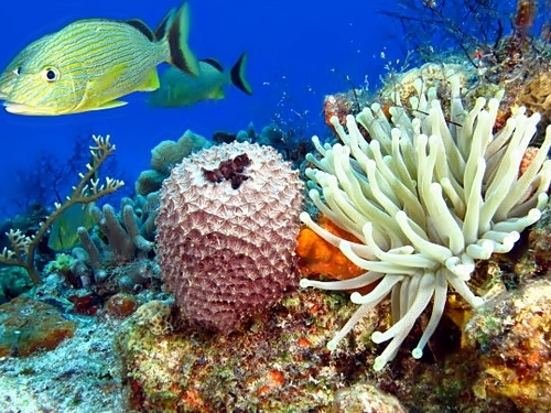 Cartagena scuba diving Cruise Excursion Tickets
