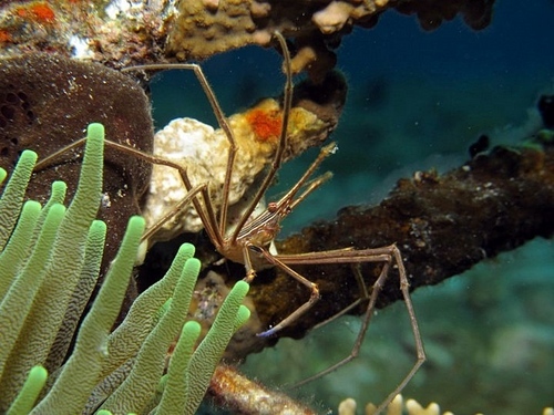 Cartagena scuba diving Shore Excursion Reviews