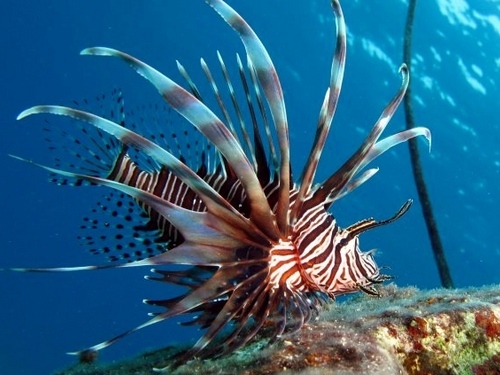 Cartagena scuba diving Trip Prices