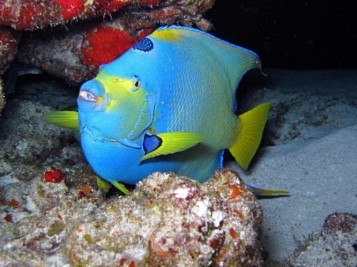 Cartagena Colombia scuba diving Cruise Excursion Booking