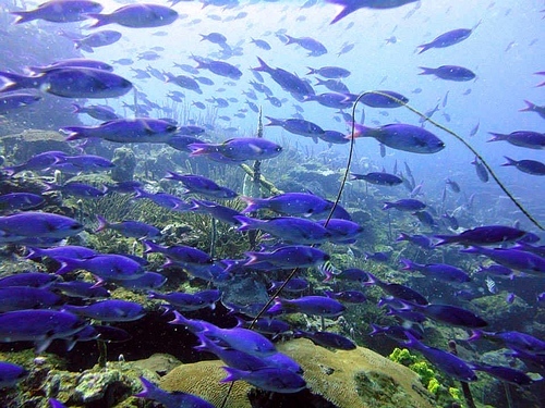 Cartagena Colombia diving Trip Reservations