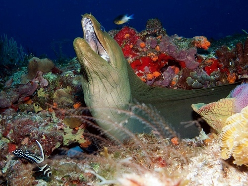Cartagena scuba diving Shore Excursion Booking
