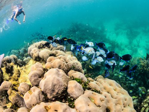 Belize City snorkeling at Shark Ray Alley Trip Tickets