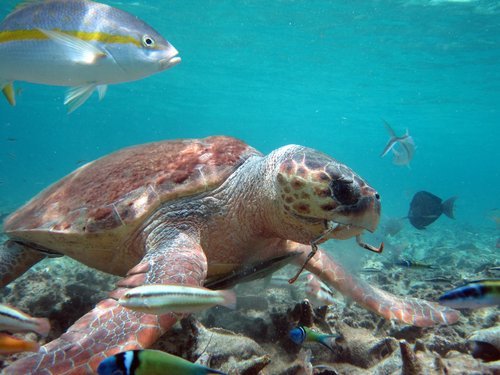 Belize Hol Chan Reserve Tickets