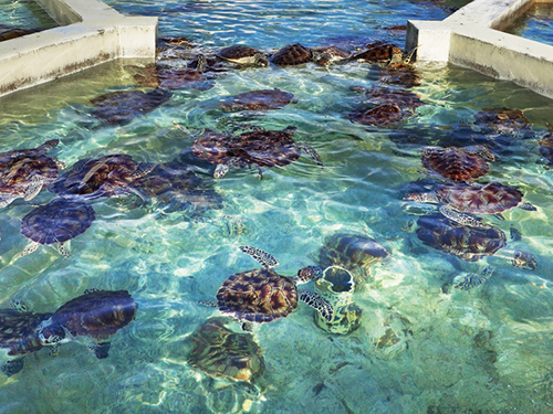 Cayman Islands Camana Bay Sightseeing Cruise Excursion Tickets
