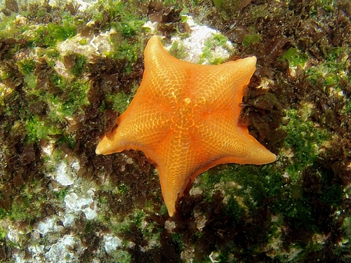 Ensenada underwater world Tickets