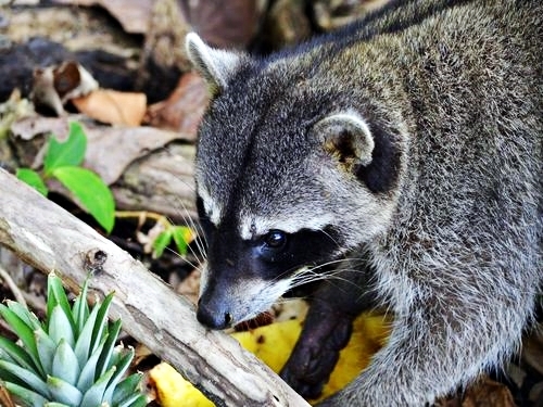 Puerto Limon Cahuita National Park Excursion Tickets