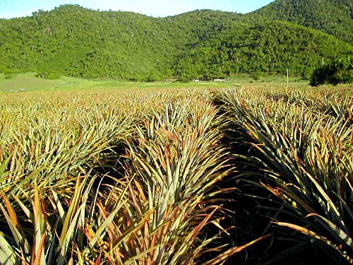 Antigua island sightseeing Cruise Excursion Reviews