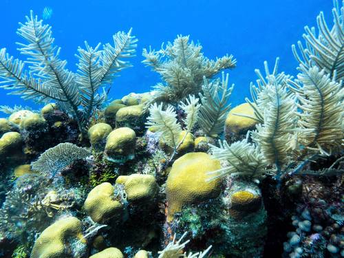 Roatan Honduras SCUBA Diving Excursion Tickets