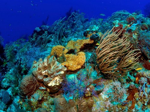 Nassau SNUBA Cruise Excursion Tickets