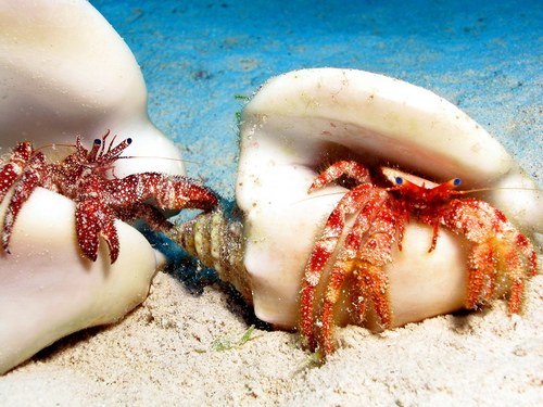 Nassau snuba and snorkel Shore Excursion Reviews