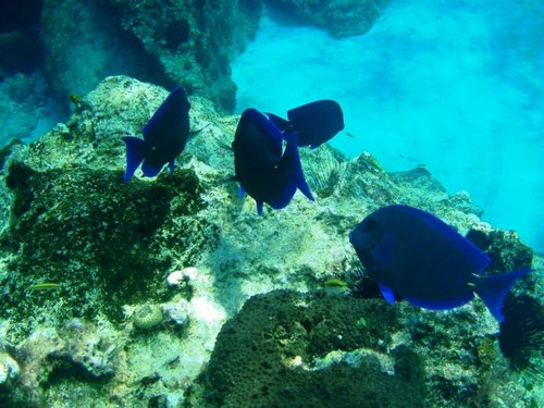 Costa Maya snorkeling Shore Excursion Reviews
