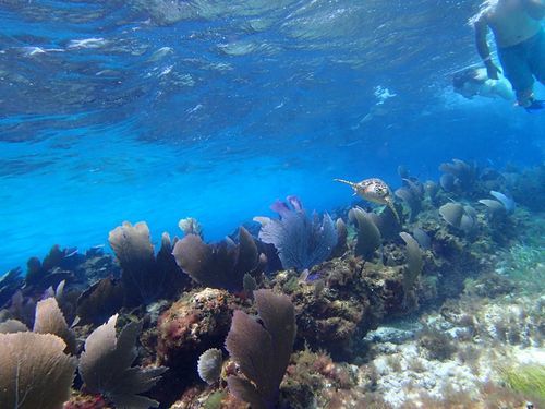 Belize Goff's Caye snorkel Tour Tickets
