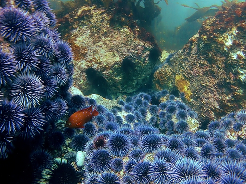 Ensenada Playa Arbolitos Reservations