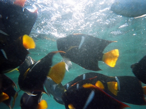 Puerto Vallarta sail and snorkel deluxe Prices