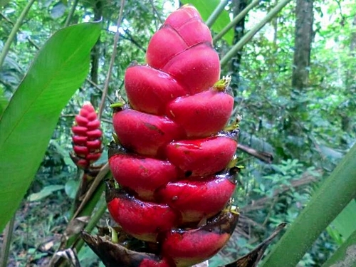 Puerto Limon  Costa Rica City sightseeing Shore Excursion