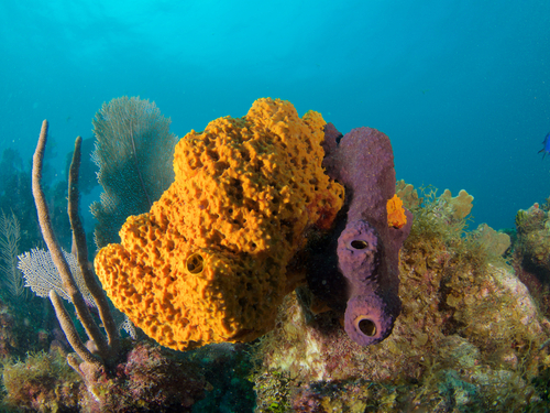 Grand Cayman turtle conservation Shore Excursion Booking