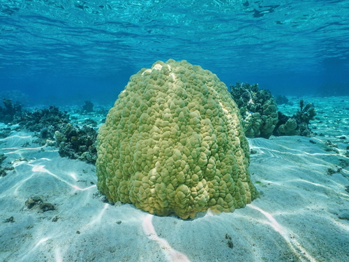 Belize Barrier Reef Excursion
