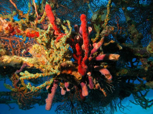 Nassau  Bahamas colorful coral formations Trip