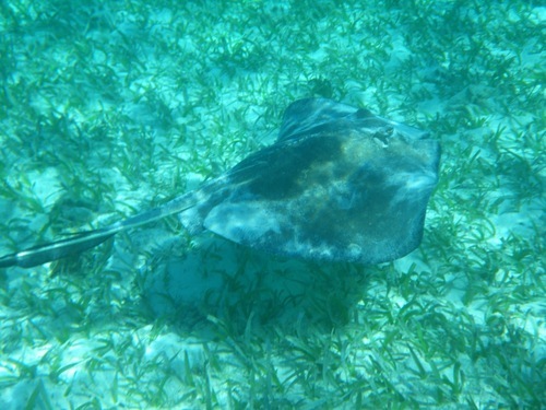 Belize snorkeling Cost