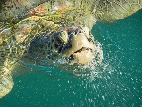 Grand Cayman turtle conservation Excursion Tickets