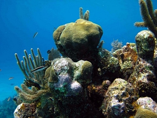 Roatan all inclusive day pass Cruise Excursion Booking