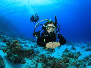 Costa Maya Certified 1 or 2 Tank SCUBA Diving Excursion from YaYa Beach