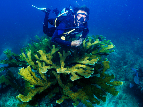 Costa Maya Colorful Fish Tour Prices