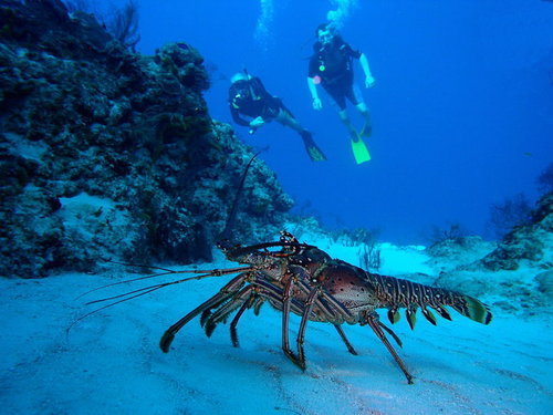 Costa Maya Coral Formations Excursion Cost