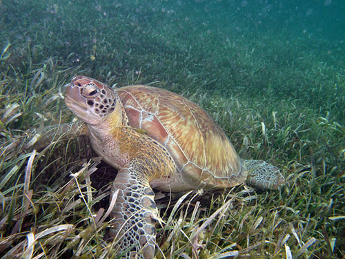 Costa Maya day pass Shore Excursion Reservations
