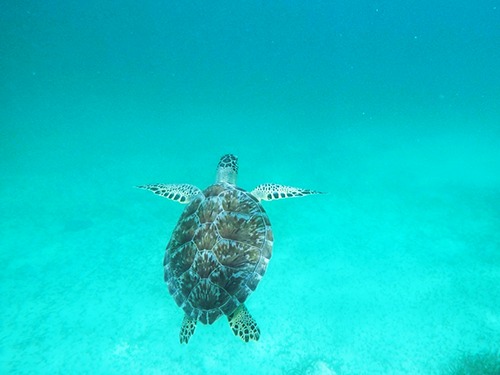 Costa Maya Snorkel Trip Reservations