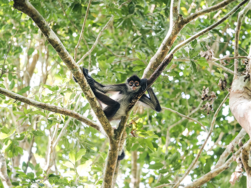 Mahahual 7 Color Lagoon Cruise Excursion Booking