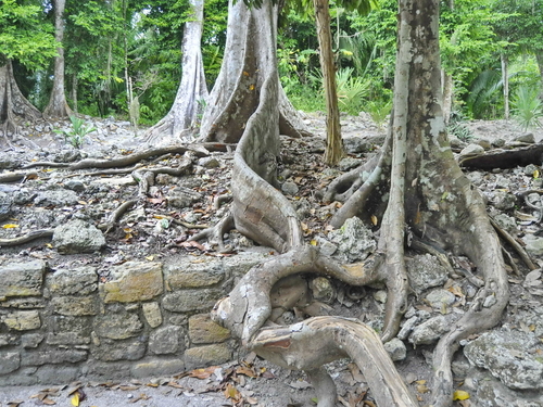 Costa Maya Mexico Mayan Ruins Trip Booking