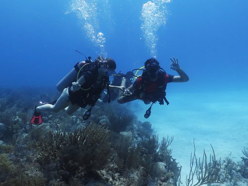 Costa Maya Mexico One Tank Dive Tour Booking