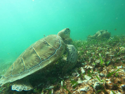 Costa Maya Snorkeling Adventure Excursion