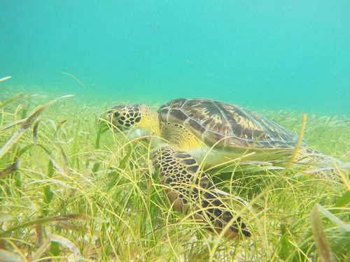 Costa Maya Snorkeling Adventure Excursion