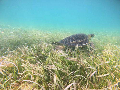 Costa Maya Snorkeling Adventure Excursion