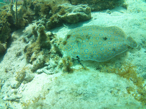 Costa Maya Snorkeling Adventure Excursion