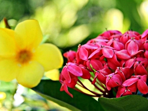 St. Lucia Castries Marigot Bay Cruise Excursion Reservations