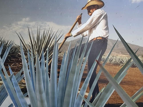 Cozumel Mexico Sightseeing Walking Tour Cost