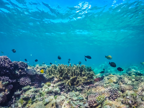 cozumel catamaran cruise excursions best cozumel catamaran sail and snorkel excursion cozumel catamaran cruise excursions best cozumel catamaran sail and snorkel excursion