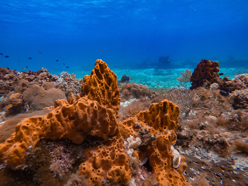 Cozumel beach club Shore Excursion Tickets