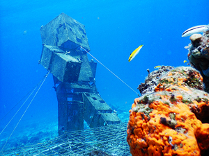 Cozumel Coral Reef Restoration Program, Snorkel, and Beach Break Excursion