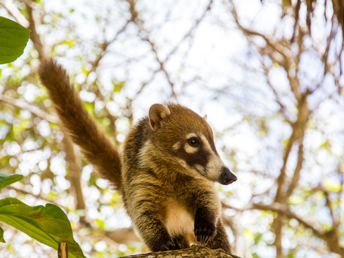 Cozumel Cozumel Highlights jeep Tour Reviews
