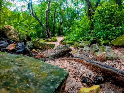 Cozumel  Mexico Cozumel Jungle Cruise Excursion Reviews