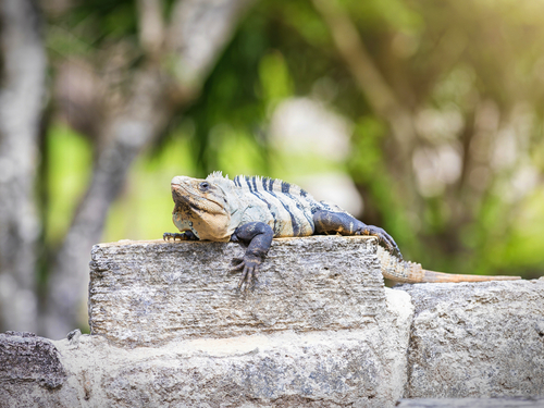 Cozumel Mexico Cedral Segway Excursion Prices